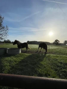 vue sur chevaux
