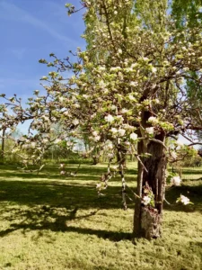 vaste jardin avec arbre en fleur