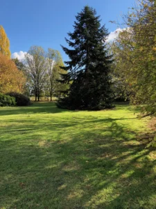 jardin paisible avec arbres majestueux