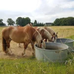 chevaux dans le pré voisin