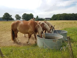 chevaux dans le pré voisin