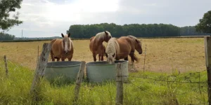 Chevaux dans le pré voisin