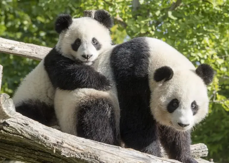 zoo à faire à proximité