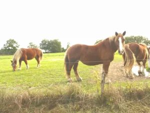 chevaux dans le pré voisin