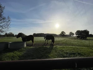 chevaux dans le pré voisin