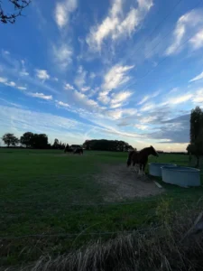 chevaux dans le pré voisin