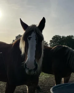 chevaux du pré voisin