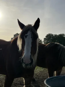 chevaux dans le pré voisin