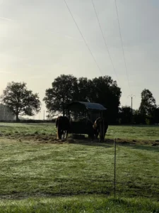 chevaux dans le champ voisin