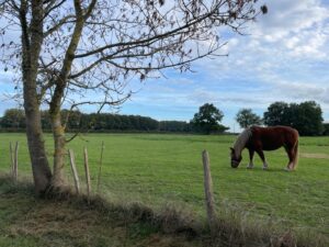 cheval dans le pré voisin
