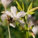 abeille qui butine dans le jardin